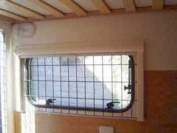 niche-chien-cc14